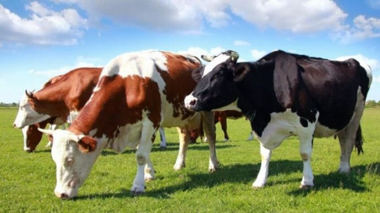 Türkiye'de Bulunan İneklerin Yüzde 30'unda O Hastalık Var