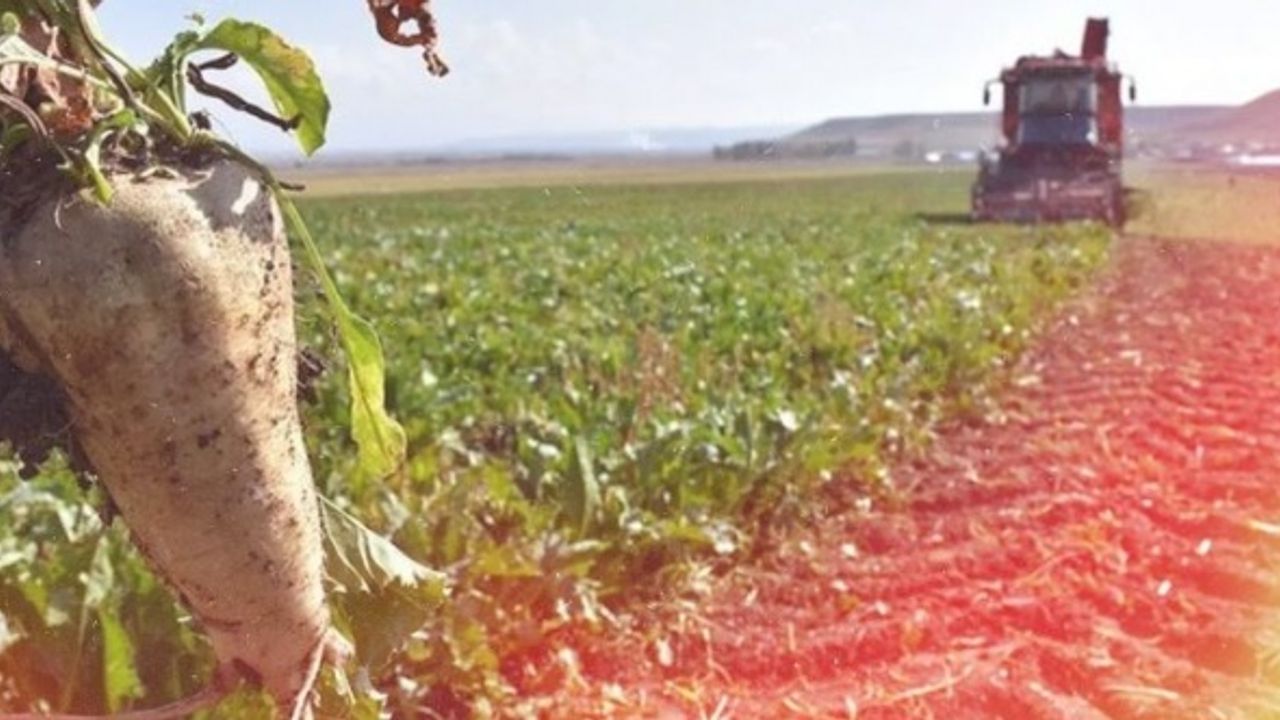 Tarım Bakanı Onaylı Şeker Krizi Kapıda: Pancar Üretimi 1.4 Milyon Ton Düşecek