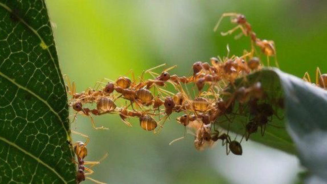 Kanserle Mücadelede Karınca Dönemi: Tümörleri Hemen Fark Ediyor