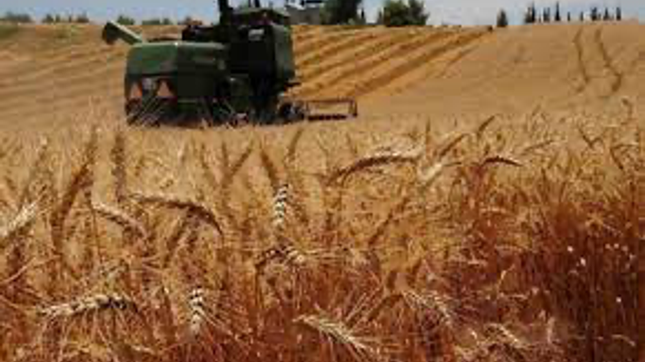 Fiyatlar Yükselecek: Buğday Alacak 'Yer' Kalmadı