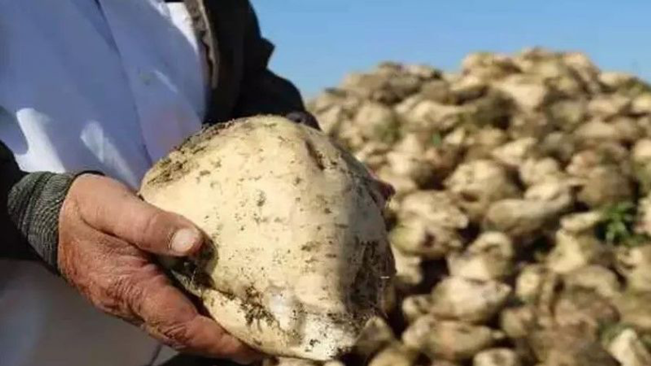 Buğday, Arpa, Mısır, Pamuktan Sonra Pancar Çiftçisi de Hüsrana Uğradı