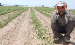 AKP Çiftçinin Sesine Kulak Ver! Ziraat Odası Başkanları Tehlikeyi Duyurdu