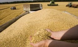 Tarım Ülkesi Türkiye'den Buğday İthalatında Yeni Rekor! 9 Milyon Tona Ulaştı, Yabancının Buğdayına Muhtaç Haldeyiz