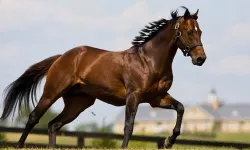 100 Milyon Liralık At Kayıp' Denmişti: TİGEM'den Açıklama Geldi