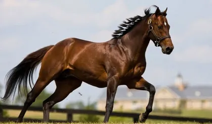 100 Milyon Liralık At Kayıp' Denmişti: TİGEM'den Açıklama Geldi