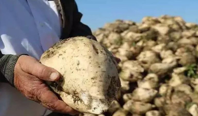 Buğday, Arpa, Mısır, Pamuktan Sonra Pancar Çiftçisi de Hüsrana Uğradı