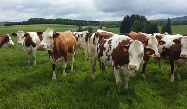 2026’nın İlk İcraatı Hayvan İthalatı: Sayı ABD’nin Raporunda Gizli