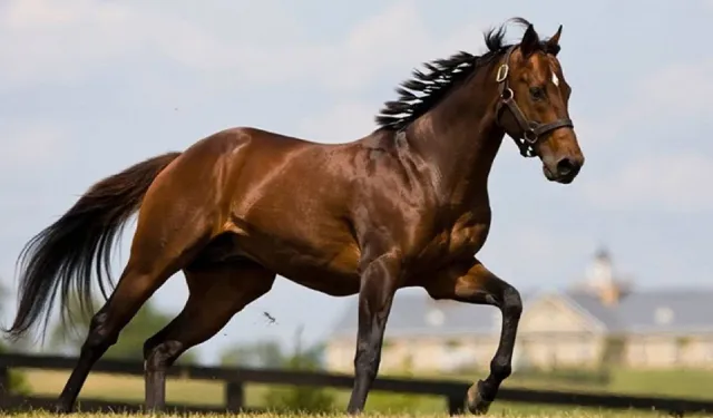 100 Milyon Liralık At Kayıp' Denmişti: TİGEM'den Açıklama Geldi
