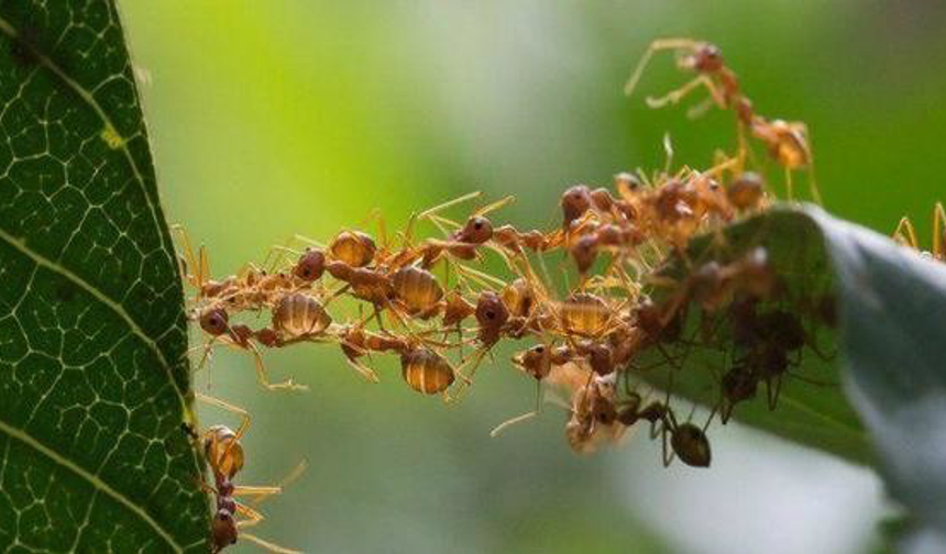 Kanserle Mücadelede Karınca Dönemi: Tümörleri Hemen Fark Ediyor