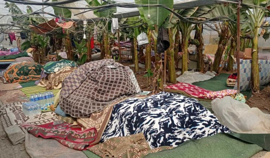 Samandağ'da Depremzedeler Çadırsızlıktan Muz Serasında Yaşıyor