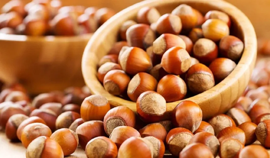 Fındık Üreticisi Ne Yapacağını Şaşırdı: Fiyatlar TMO’nun Altına Düştü